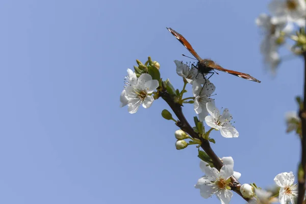 Papillon Inachys Sur Fleur — Photo