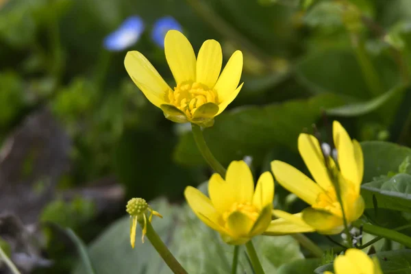 Flor Silvestre Prado Amarillo — Foto de Stock