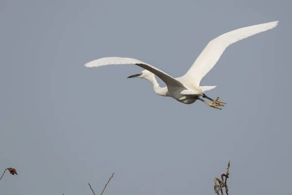 Garza Volando Cielo — Foto de Stock