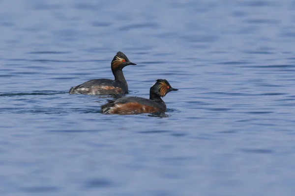 Grebe Crista Nadando Lago — Fotografia de Stock