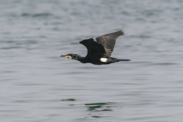 Cormoran Volant Sur Lac — Photo