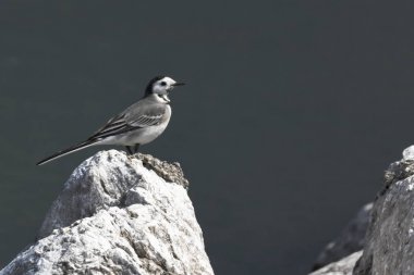 Motacilla alba kuyruksallayan kuş