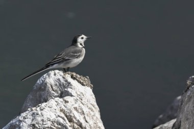 Motacilla alba kuyruksallayan kuş
