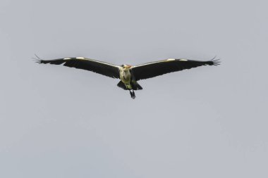 Gölde gri balıkçıl