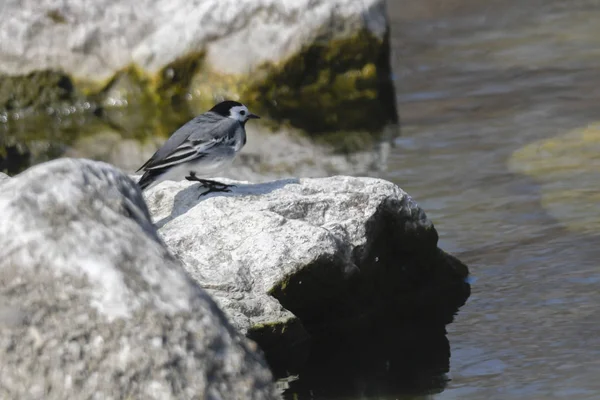 Motacilla Alba Bachstelze — Stockfoto