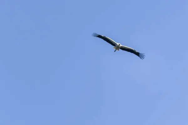 Cigogne Blanche Volant Dans Ciel Bleu — Photo