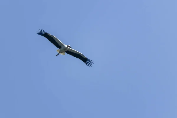 Cigogne Blanche Volant Dans Ciel Bleu — Photo