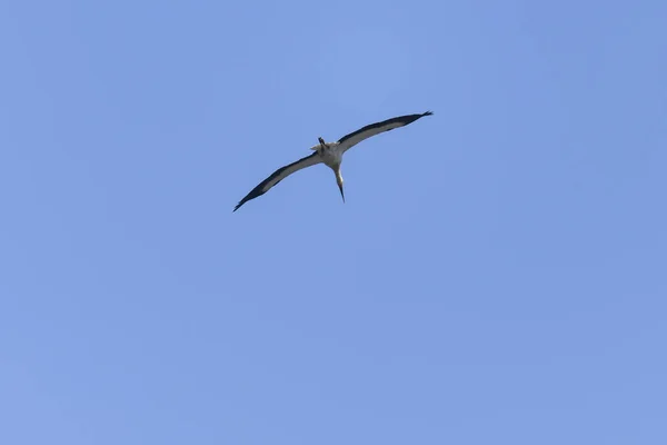 青い空を飛ぶ白いコウノトリ — ストック写真