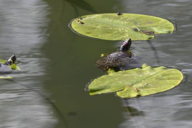 şirin kaplumbağalar güneşe gölet üzerinde bekletin.