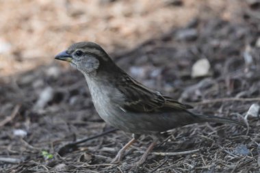 Bahçedeki şirin serçe