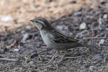 Bahçedeki şirin serçe