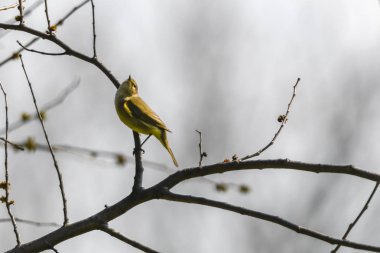 Phylloscopus collybita kuş ağaç üzerinde