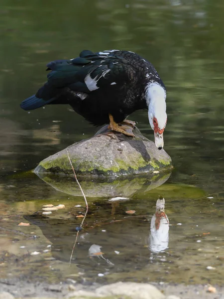 Ente Auf Teich — Stockfoto