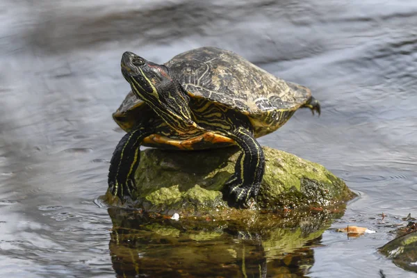 Милі Черепахи Відпочивають Сонці Ставку — стокове фото