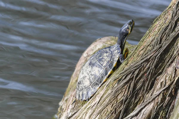 Schattig Schildpadden Rusten Bij Zon Vijver — Stockfoto