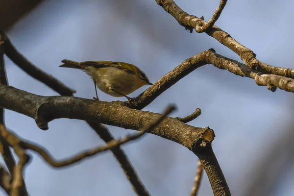 Phylloscopus Collybita Vogel Auf Baum — Stockfoto