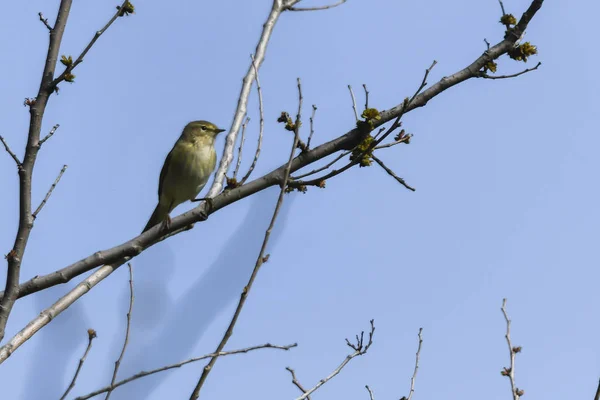 Phylloscopus Collybita Vogel Auf Baum — Stockfoto
