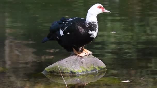 Moscovia pato en el estanque — Vídeo de stock