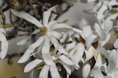 yıldız Manolya çiçek Park ağaç üzerinde