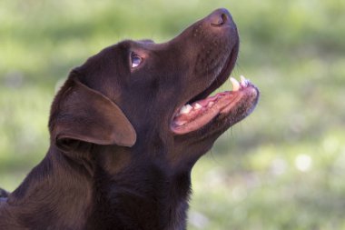kahverengi labrador köpek