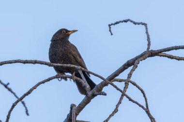 Turdus merula ortak blackbird ağaç üzerinde
