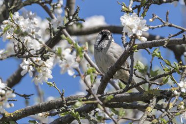 ağaç bahar beyaz çiçek