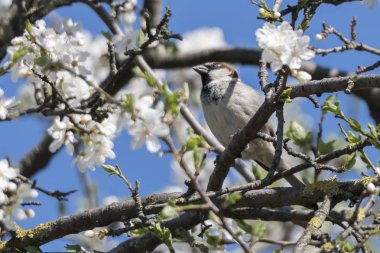 ağaç bahar beyaz çiçek