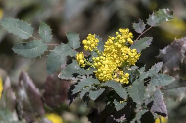 Manolya çiçek Park ağaç üzerinde