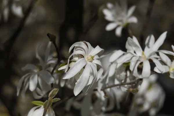 Sternmagnolienblüte Auf Baum Park — Stockfoto