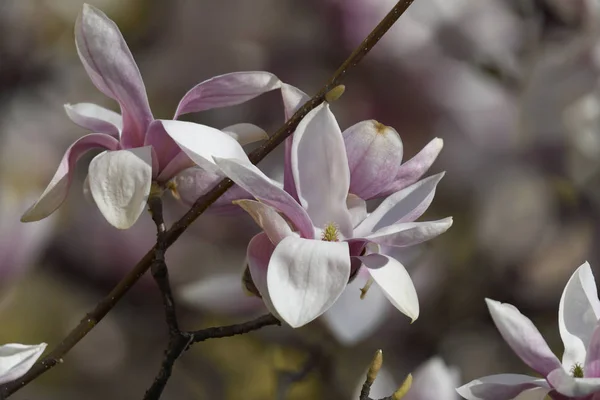 Magnolia Blomma Träd Park — Stockfoto