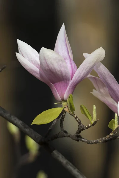 Magnolia Fleur Sur Arbre — Photo