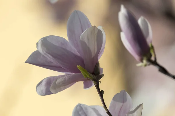 Magnolia Fleur Sur Arbre — Photo