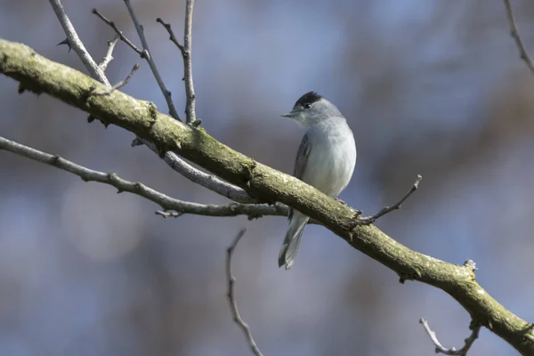 나무에 Blackcap — 스톡 사진