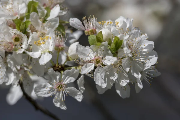 White Flower Tree Spring — Stock Photo, Image