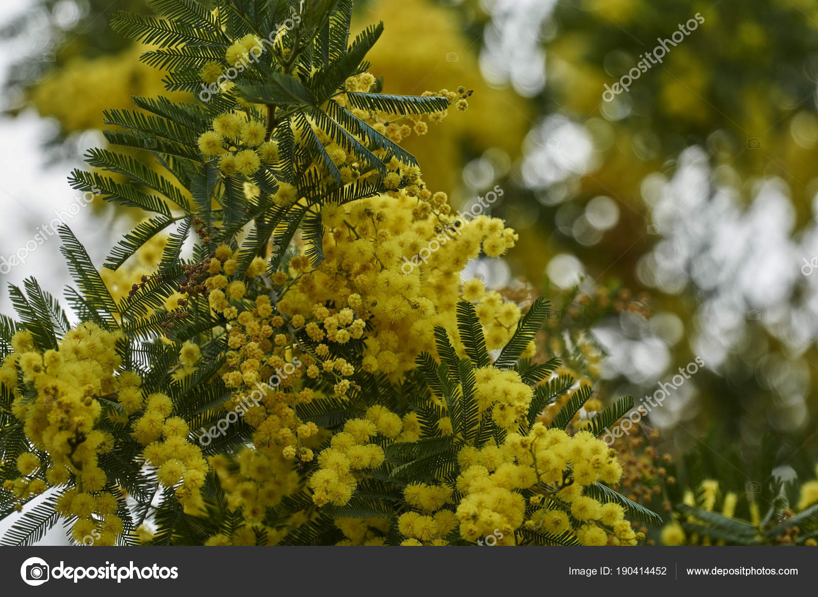 Mimosa Amarelo Flor fotos, imagens de © spetenfina #190414452