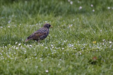 şarkı pamukçuk, turdus philomelos kuş