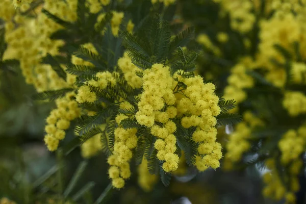 Gelbe Mimosen Blüte — Stockfoto