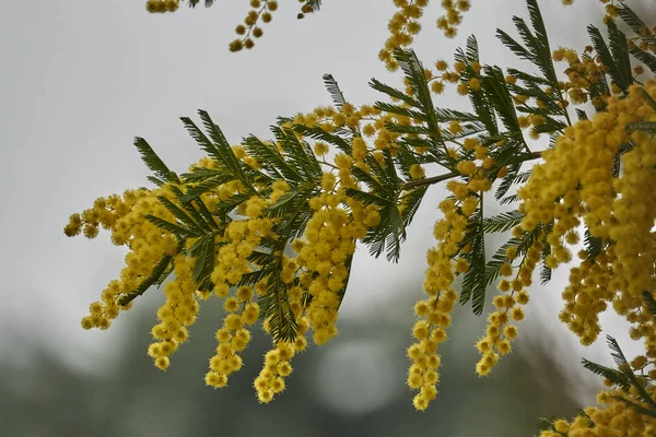 Yellow Mimosa Bloom — Stock Photo, Image