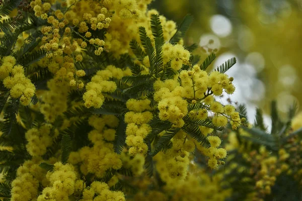 Gelbe Mimosen Blüte — Stockfoto