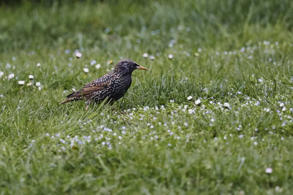 Thrush Canção Turdus Philomelos Pássaro — Fotografia de Stock