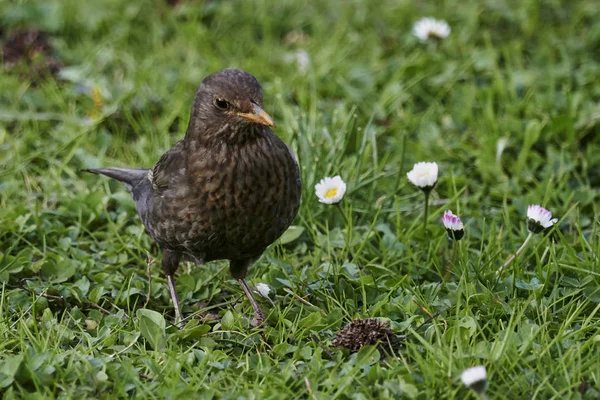 Turdus Kos Společné Blackbird Žena — Stock fotografie