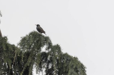 şarkı pamukçuk, turdus philomelos kuş ağaç üzerinde