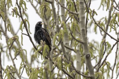 şarkı pamukçuk, turdus philomelos kuş ağaç üzerinde