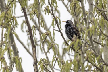 şarkı pamukçuk, turdus philomelos kuş ağaç üzerinde