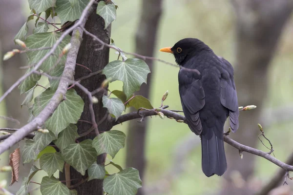 Turdus Merula Mirlo Común Árbol — Foto de Stock