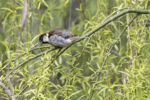 Passero Carino Sull Albero — Foto Stock