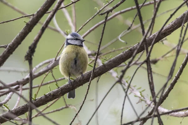 cinciarella Mavi baştankara kuş ağaç üzerinde