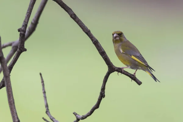 Greenfinch Chloris Kuş Ağaç Üzerinde — Stok fotoğraf