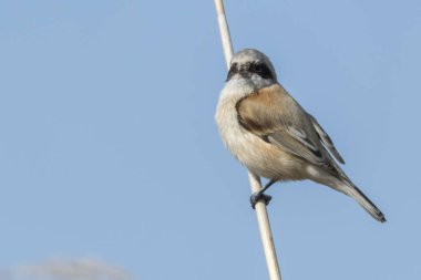 remiz pendulinus sarkaç kuş reed