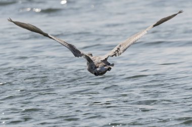 Kuğu Gölü üzerinde uçan